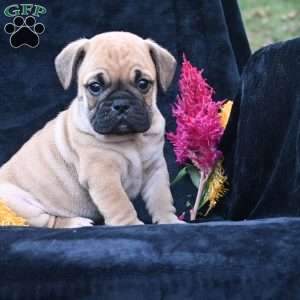 Buddy, Miniature Bulldog Puppy